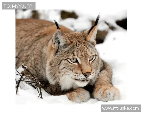 山猫与灰熊的巅峰对决谁将成为森林之王的传奇故事